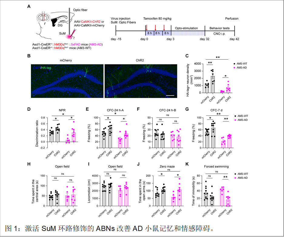  图1：激活SuM环路修饰的ABNs改善AD小鼠记忆和情感障碍。