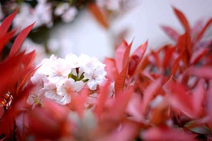 http://wx.youthdaily.cn:8000/15855534351090990770/images/lDv2pEhY.jpg