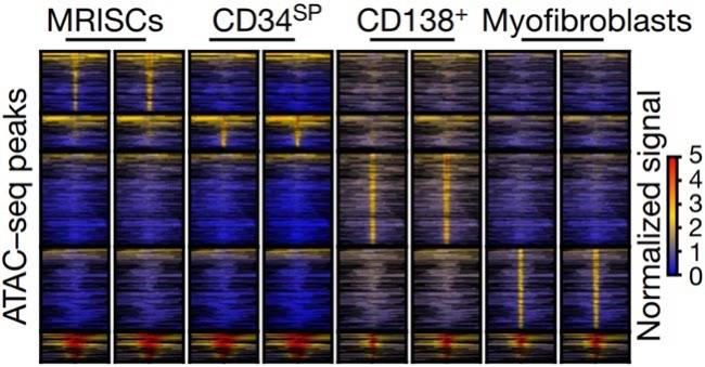 图3. MRISC具有独特的表观遗传特征
图片显示小鼠结肠MRISC,CD34SP,CD138+,Myofibroblast间质细胞ATAC-seq的热图结果,显示同其它肠道间质细胞比较MRISC具有独特的染色体开放区域。
