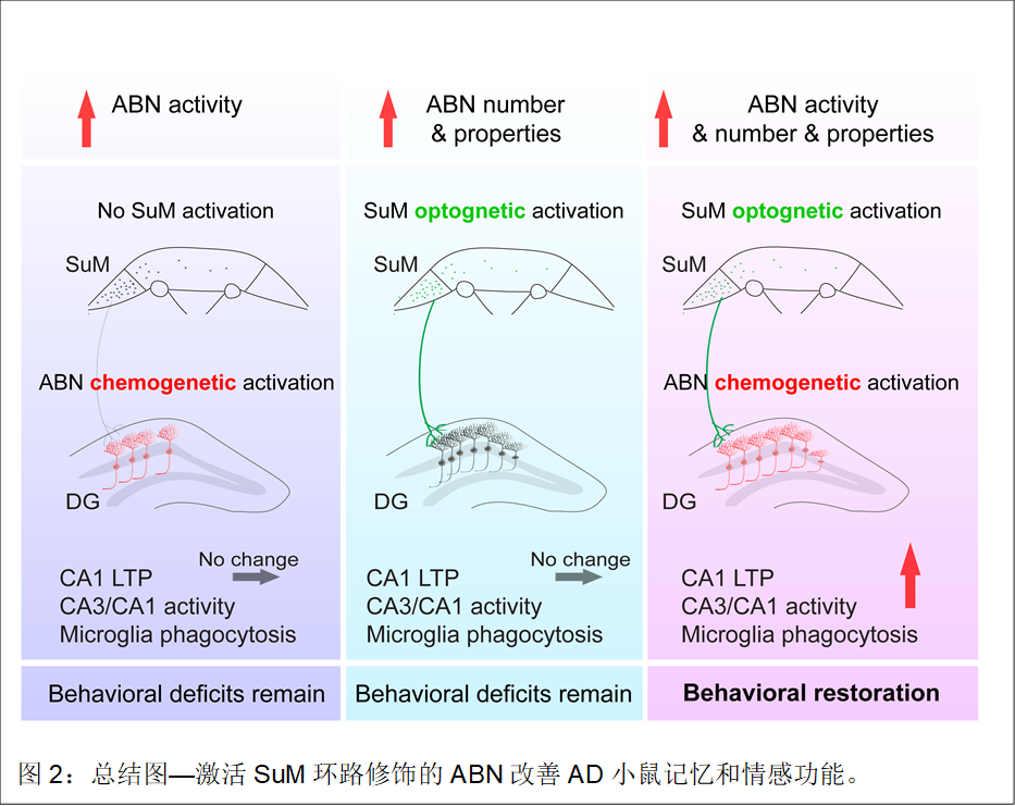  图2：总结图—激活SuM环路修饰的ABN改善AD小鼠记忆和情感功能。